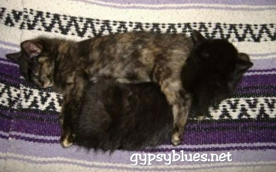 PhotoGrid_1491524909697