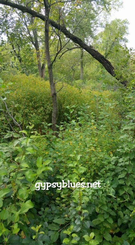 PhotoGrid_1492119525462